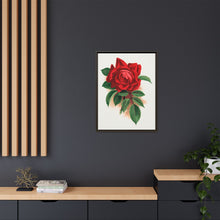 Red rose, Alfred Colomb lithograph. Digitally enhanced from our own original 1900 edition plates of Botanical Specimen published by Rochester Lithographing