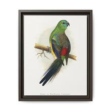 Blood or Red-Rumped Parrakeet (Psephotus haematonotus) colored wood-engraved plate by Alexander Francis Lydon - NOMADEN ART GALLERY