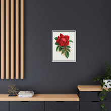 Red rose, Alfred Colomb lithograph. Digitally enhanced from our own original 1900 edition plates of Botanical Specimen published by Rochester Lithographing