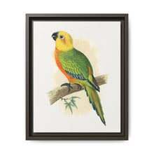 Jendaya Conure (Aratinga jandaya) colored wood-engraved plate by Alexander Francis Lydon. - NOMADEN ART GALLERY