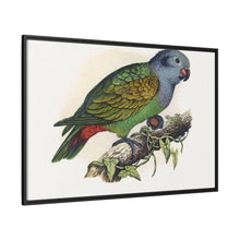 Red-Vented Parrot (Amazona martinicana) colored wood-engraved plate by Alexander Francis Lydon