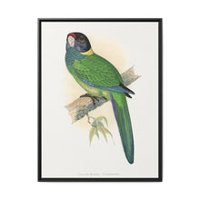 Yellow-Naped Parrakeet (Platycercus Baueri) colored wood-engraved plate by Alexander Francis Lydon. - NOMADEN ART GALLERY