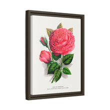 Pink rose, Anna De Diesbach lithograph. Digitally enhanced from our own original 1900 edition plates of Botanical Specimen published by Rochester Lithographing