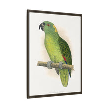 Lydon's Yellow-Naped Amazon | Vintage Parrot Wall Art Print