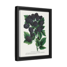 Wachusetts Thornless blackberry lithograph. Digitally enhanced from our own original 1900 edition plates of Botanical Specimen published by Rochester Lithographing - NOMADEN ART GALLERY
