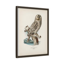 Strix uralensis ♀ illustrated by the von Wright brothers from our own 1929 folio version of Svenska Fåglar Efter Naturen Och Pa Sten Ritade - NOMADEN ART GALLERY