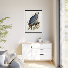 Grey Parrot (Psittacus erithacus) colored wood-engraved plate by Alexander Francis Lydon.
