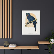 Hyacinthine Macaw (Anodorhynchus hyacinthinus) colored wood-engraved plate by Alexander Francis Lydon.