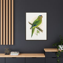 Petz's Conure (Aratinga canicularis) colored wood-engraved plate by Alexander Francis Lydon