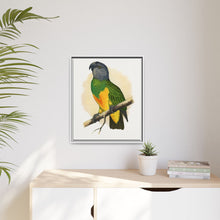 Senegal Parrot (Poicephalus senegalus) colored wood-engraved plate by Alexander Francis Lydon.