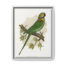 Alexandrine Parakeet (Psittacula eupatria) colored wood-engraved plate by Alexander Francis Lydon. - NOMADEN ART GALLERY