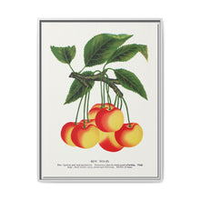 Gov Wood cherry lithograph. Digitally enhanced from our own original 1900 edition plates of Botanical Specimen published by Rochester Lithographing - NOMADEN ART GALLERY