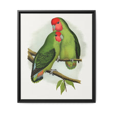 Rosy-Faced Love-Bird (Agapornis roseicollis) colored wood-engraved plate by Alexander Francis Lydon. - NOMADEN ART GALLERY