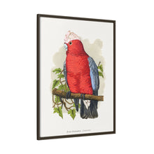 Rose-Breasted Cockatoo (Eolophus roseicapillus) colored wood-engraved plate by Alexander Francis Lydon.