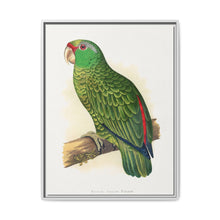 Many-Coloured Parrakeet (Psephotellus varius) colored wood-engraved plate by Alexander Francis Lydon - NOMADEN ART GALLERY