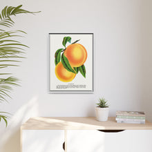 Champion plum lithograph from Botanical Specimen published by Rochester Lithographing