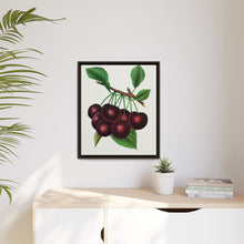 Black Tartarian cherry lithograph. Digitally enhanced from our own original 1900 edition plates of Botanical Specimen published by Rochester Lithographing