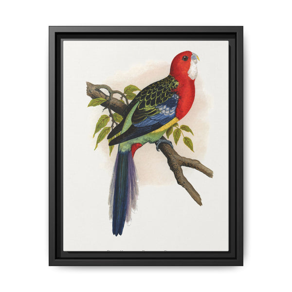 Rose-Hill or Rosella Parrakeet (Platycercus eximius) colored wood-engraved plate by Alexander Francis Lydon - NOMADEN ART GALLERY