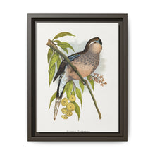 Bourke's Parrakeet (Neopsephotus bourkii) colored wood-engraved plate by Alexander Francis Lydon. - NOMADEN ART GALLERY
