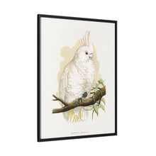 Goffin's Cockatoo (Cacatua goffiniana) colored wood-engraved plate by Alexander Francis Lydon.