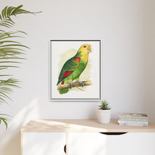 Double-Fronted or Le Vaillant's Amazon (Amazona oratrix) colored wood-engraved plate by Alexander Francis Lydon.