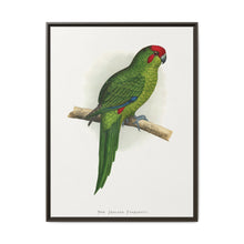 New Zealand Parrakeet (Cyanoramphus novaezelandiae) colored wood-engraved plate by Alexander Francis Lydon - NOMADEN ART GALLERY