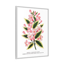 Pink flowers, Weigela lithograph (1900)