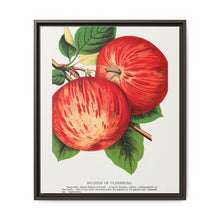 Duchess of Oldenburg apples lithograph from Botanical Specimen published by Rochester Lithographing - NOMADEN ART GALLERY