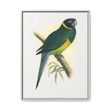 Bauer's Parrakeet (Barnardius zonarius) colored wood-engraved plate by Alexander Francis Lydon. - NOMADEN ART GALLERY