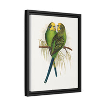 Budgerigar (Melopsittacus undulatus) colored wood-engraved plate by Alexander Francis Lydon