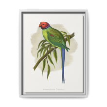 Blossom-Headed Parrakeet (Psittacula roseata) colored wood-engraved plate by Alexander Francis Lydon. - NOMADEN ART GALLERY