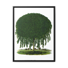 Kilmarnock Weeping Willow tree lithograph. Digitally enhanced from our own original 1900 edition plates of Botanical Specimen published by Rochester Lithographing - NOMADEN ART GALLERY
