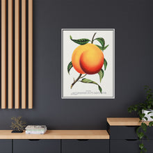 Foster peach lithograph. Digitally enhanced from our own original 1900 edition plates of Botanical Specimen published by Rochester Lithographing
