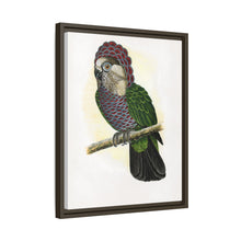 Hawk-Headed Parrot (Deroptyus accipitrinus) colored wood-engraved plate by Alexander Francis Lydon.