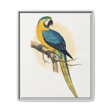 Blue and Yellow Macaw (Ara ararauna) colored wood-engraved plate by Alexander Francis Lydon - NOMADEN ART GALLERY