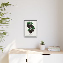 Lucretia Dewberry lithograph. Digitally enhanced from our own original 1900 edition plates of Botanical Specimen published by Rochester Lithographing