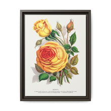 lithograph from Botanical Specimen published by Rochester Lithographing - NOMADEN ART GALLERY