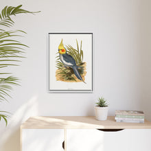 Cockatiel (Nymphicus hollandicus) colored wood-engraved plate by Alexander Francis Lydon