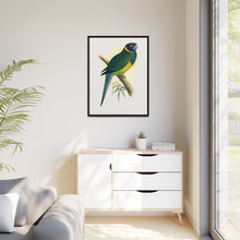 Bauer's Parrakeet (Barnardius zonarius) colored wood-engraved plate by Alexander Francis Lydon.