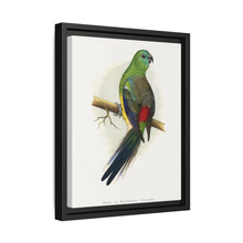 Blood or Red-Rumped Parrakeet (Psephotus haematonotus) colored wood-engraved plate by Alexander Francis Lydon - NOMADEN ART GALLERY
