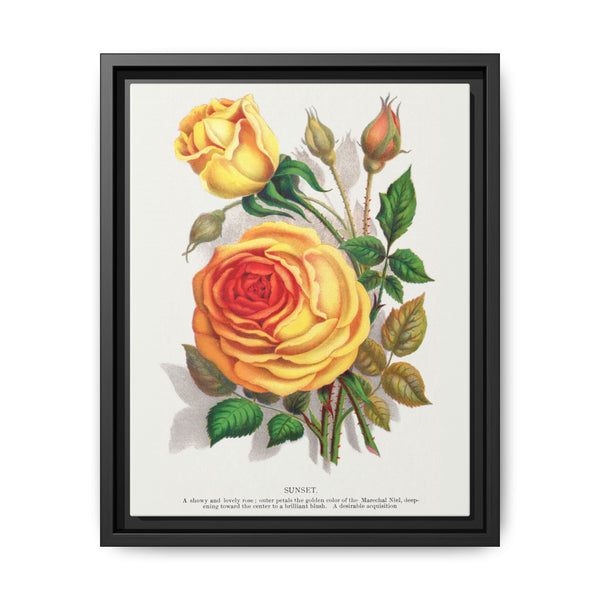 lithograph from Botanical Specimen published by Rochester Lithographing - NOMADEN ART GALLERY