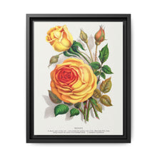 lithograph from Botanical Specimen published by Rochester Lithographing - NOMADEN ART GALLERY