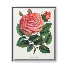 Pink rose, Glorie de Dijon lithograph. Digitally enhanced from our own original 1900 edition plates of Botanical Specimen published by Rochester Lithographing - NOMADEN ART GALLERY