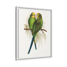 Budgerigar (Melopsittacus undulatus) colored wood-engraved plate by Alexander Francis Lydon