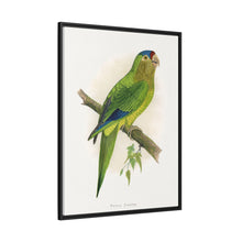 Petz's Conure (Aratinga canicularis) colored wood-engraved plate by Alexander Francis Lydon