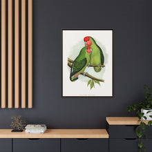 Rosy-Faced Love-Bird (Agapornis roseicollis) colored wood-engraved plate by Alexander Francis Lydon.