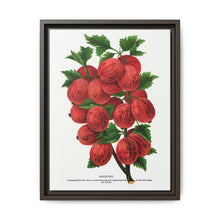 Industry Gooseberry lithograph. Digitally enhanced from our own original 1900 edition plates of Botanical Specimen published by Rochester Lithographing - NOMADEN ART GALLERY