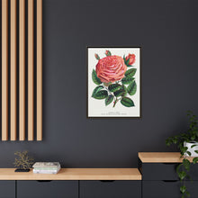 Pink rose, Glorie de Dijon lithograph. Digitally enhanced from our own original 1900 edition plates of Botanical Specimen published by Rochester Lithographing