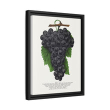 Early Ohio grape lithograph. Digitally enhanced from our own original 1900 edition plates of Botanical Specimen published by Rochester Lithographing