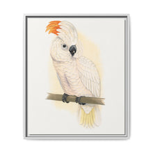 Great Salmon-Crested Cockatoo (CACATUA MOLUCCENSIS) colored wood-engraved plate by Alexander Francis Lydon. - NOMADEN ART GALLERY